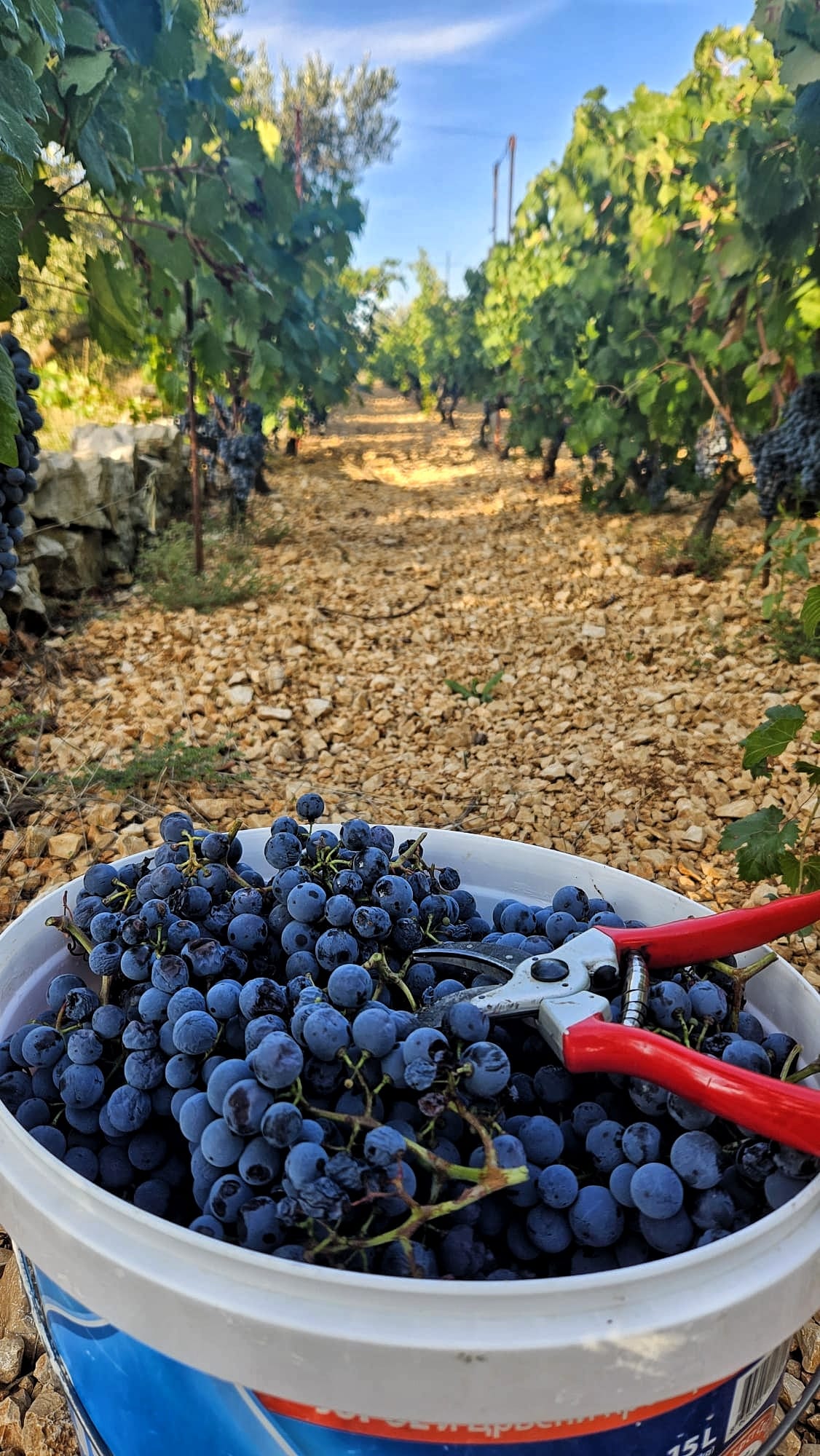 Bura Babić Vinograd